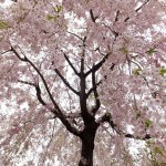 卒業ソングだというけれど、何を卒業するのだろう?
