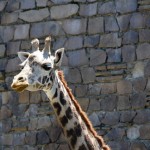 サンリオピューロランドが楽しめるのか不安な件