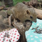 町田リス園のコツ!リスに囲まれるには訪問時間が大事