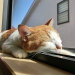 めぐりズム中毒になってしまいました